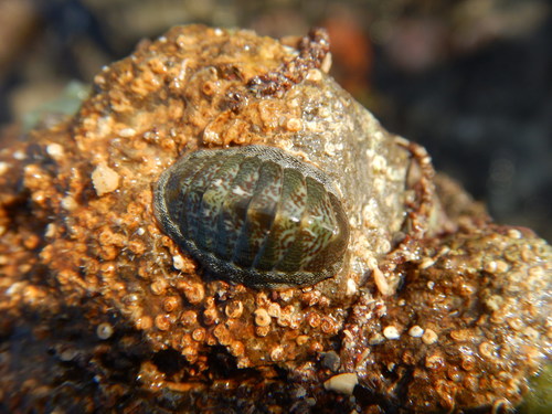 Ischnochiton muscarius