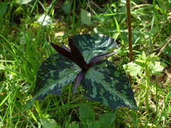 Trillium kurabayashii