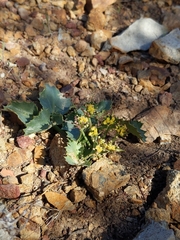Lomatium lucidum