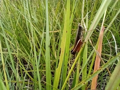 Amblytropidia australis