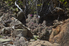 Mammillaria mazatlanensis