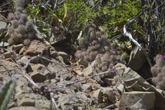 Mammillaria mazatlanensis