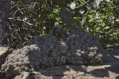 Mammillaria mazatlanensis