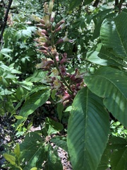 Aesculus × bushii