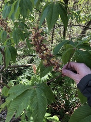 Aesculus × bushii