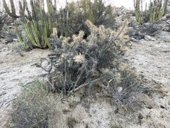 Cylindropuntia molesta molesta