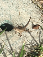 Sceloporus occidentalis