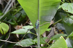 Anthracothorax viridis