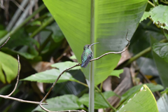 Anthracothorax viridis