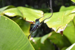 Anthracothorax viridis