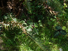 Trillium kurabayashii