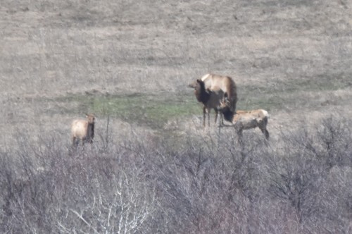 Elk photographed in Idaho