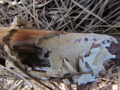 Dacryobolus karstenii