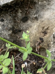 Galium texense