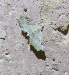 Prolophota pallida