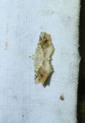 Prolophota pallida