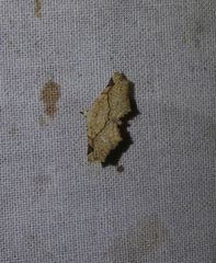 Prolophota pallida