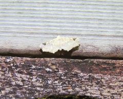 Prolophota pallida
