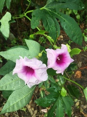 Ipomoea mauritiana
