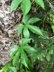Ipomoea mauritiana
