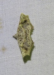 Prolophota pallida