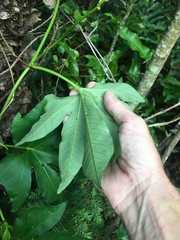Ipomoea mauritiana
