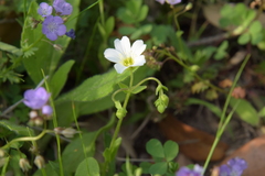 Mononeuria nuttallii