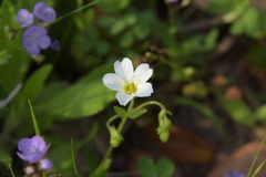 Mononeuria nuttallii