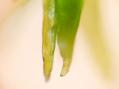 Orthotrichaceae