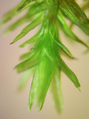 Orthotrichaceae