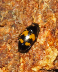 Glischrochilus fasciatus