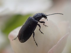 Orsodacnidae