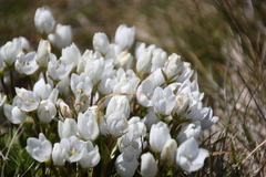 Gentianella muelleriana alpestris