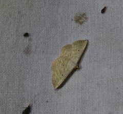 Oruza cariosa
