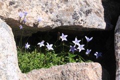 Wahlenbergia ceracea