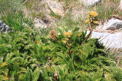 Aciphylla glacialis