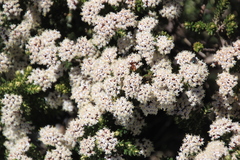 Ozothamnus alpinus