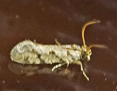 Amydria margoriella