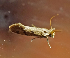 Amydria margoriella