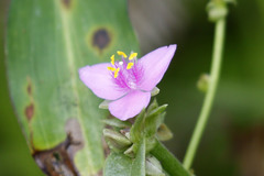 Callisia micrantha