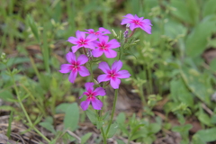 Phlox drummondii