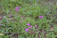 Phlox drummondii