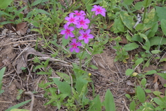 Phlox drummondii