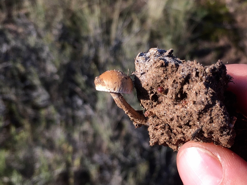 Deconica coprophila · April 2021 · photo: © alfanova (iNaturalist, cc-by-nc)