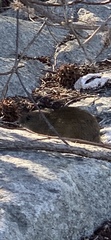 Oryzomys palustris