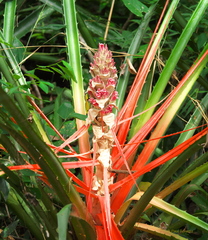 Bromelia balansae