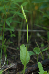 Ophioglossum pusillum