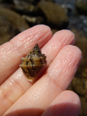 Stramonita biserialis