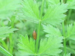 Meteorus pulchricornis