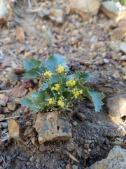 Lomatium lucidum
